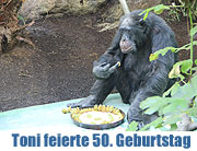 Tierpark Hellabrunn: Schimpanse Toni wird 50 - und erhielt eine Torte. Info & Video (©Foto: Martin Schmitz)